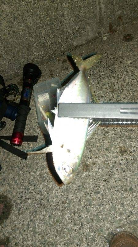 今年の釣り始め